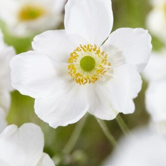 Anemone Honorine Jobert - Japanese Anemone in Bud & Bloom