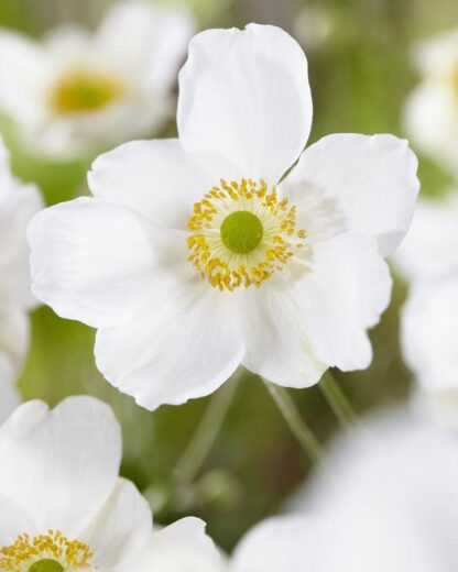 Anemone Honorine Jobert - Japanese Anemone in Bud & Bloom