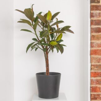 Rubber Plant Tree - Ficus Elastica Melany