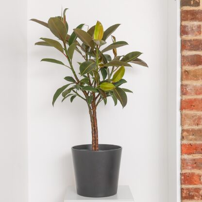 Rubber Plant Tree - Ficus Elastica Melany