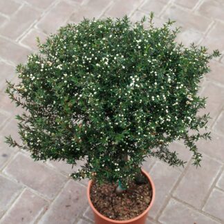 Leptospermum Scoparium - Double White Flower - Patio Tree