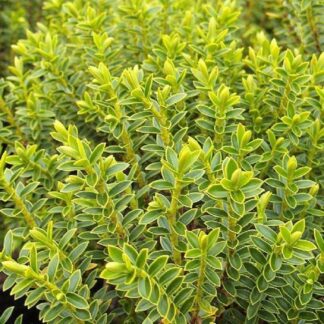 Hebe Buxifolia