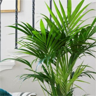 Howea Forsteriana - Kentia Palm - The Best Palm For Indoors - 80-100cm Potted Plant