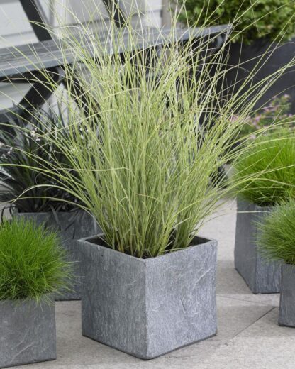 Miscanthus Sinensis Morning Light - Japanese Silver Grass
