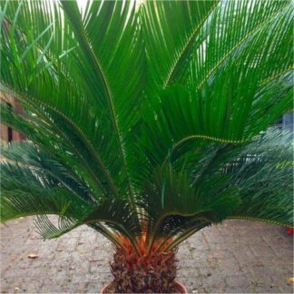 Cycad - Cycad Revoluta - Extra Large Specimen King Sago Palm Cycas - Circa 80-100cm