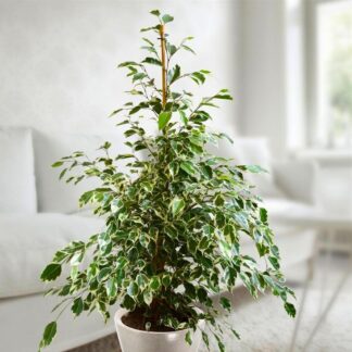 Ficus Benjamina Twilight - Variegated Weeping Fig