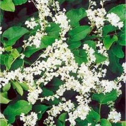Fallopia Aubertii - (Baldschuanica) - Russian Vine