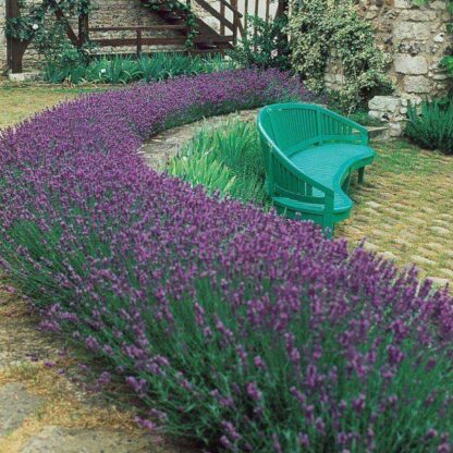 Lavandula Angustifolia - English Lavender Pack of Ten Plants