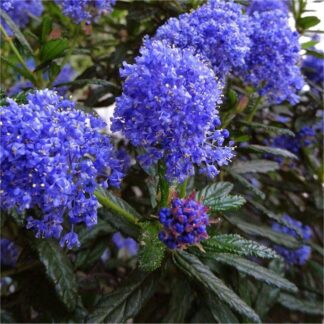 Ceanothus Impressus Italian Skies