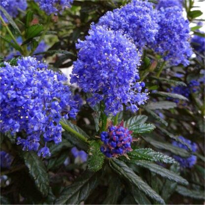 Ceanothus Impressus Italian Skies