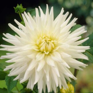 Dahlia My Love