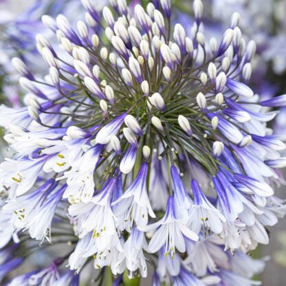 Agapanthus Fireworks - Lily of The Nile Plants - XL Plants