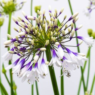 Agapanthus Fireworks  - Hardy Bicolour Blue & White Nile Lily - in Bud & Bloom