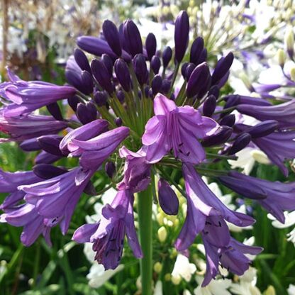 Agapanthus Poppin Purple - Lily of The Nile - XL Plants