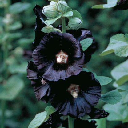 Alcea Rosea Nigra - Black Hollyhock (Althea) - Pack of Three