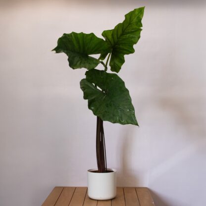 Alocasia 'Sumo'