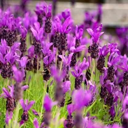 French Lavender - Lavender Stoechas Anouk - Midnight Purple Lavendula - Pack of Five Plants