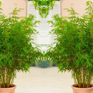 Pair of Fargesia -2-3ft Tall Clumping Umbrella Fountain Bamboo Plants