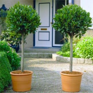 Pair of Circa 80cm Tall Standard Bay Trees - Laurus Nobilis