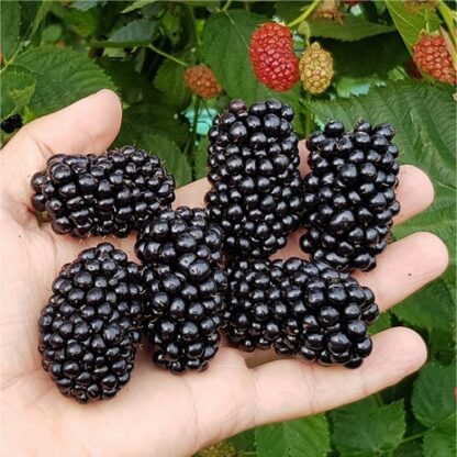 Blackberry Ouachita - Giant Fruited Commercial Thorn-Less Blackberry - Large Circa 5ft Tall (150cm) Plants
