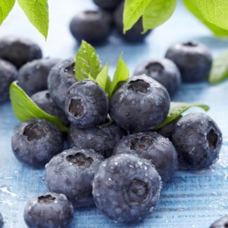 Blueberry - Large Vaccinium Corybosum Goldtraube