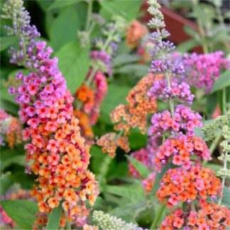 Buddleja Bicolour - Butterfly Bush Buddleia × Weyeriana Bicolor - Rare Two-Tone Flower Power Buddleia - Large Specimen