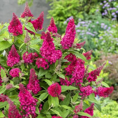 Buddleja Butterfly Candy Little Ruby - Dwarf Buddleia Butterfly Bush