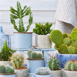 Pack of Three Cactus Plants in Assorted Cacti Varieties