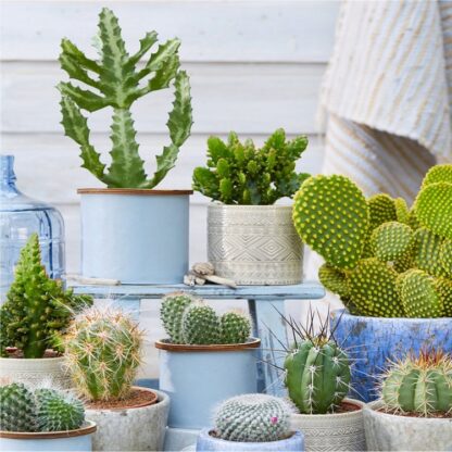 Pack of Three Cactus Plants in Assorted Cacti Varieties