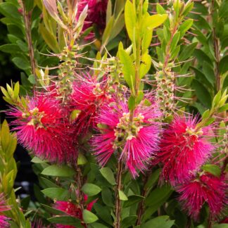 Callistemon Citrinus Splendens - Red Australian Bottle Brush - Large 100-120cms Specimen Plant