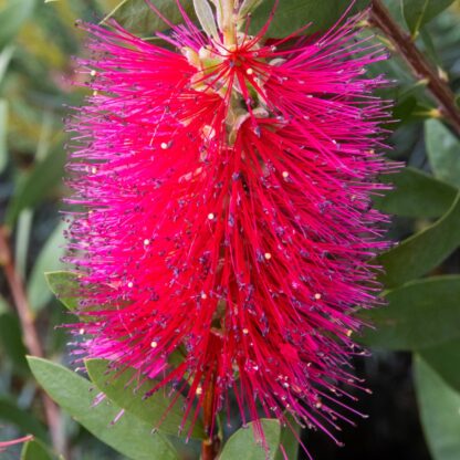 Callistemon 'Red Rocket' - Bottlebrush