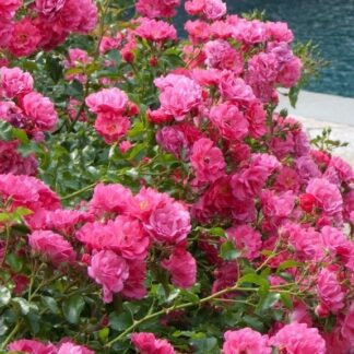 Rose 'Flower Carpet Pink'