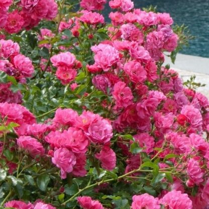 Rose 'Flower Carpet Pink'