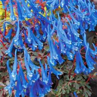 Corydalis Flexuosa 'Blue Heron'