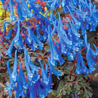 Corydalis Flexuosa 'Blue Heron'