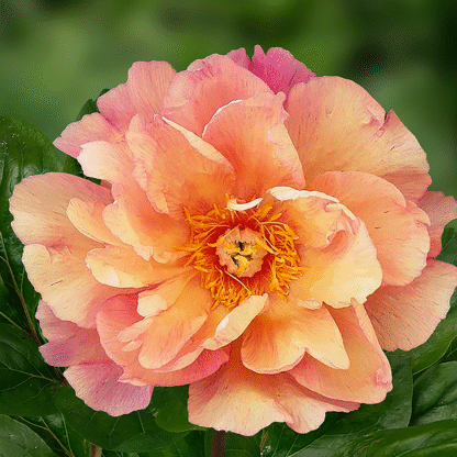 Paeonia Itoh Enduring Rainbow - Peony
