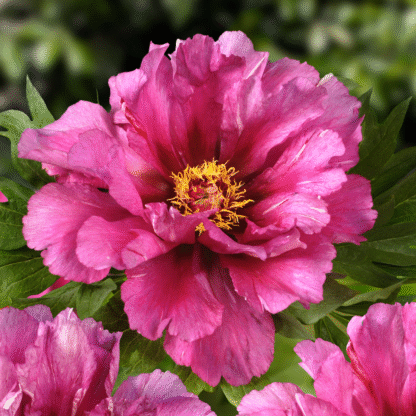 Paeonia Itoh Morning Lilac - Peony