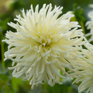 Dahlia White Star