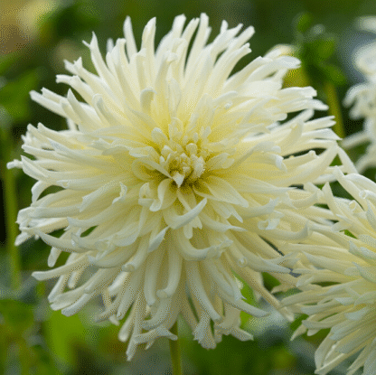 Dahlia White Star