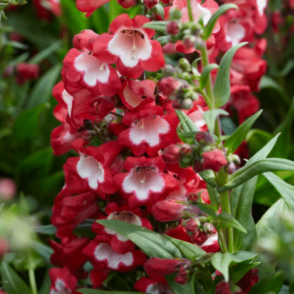 Penstemon Polaris Red