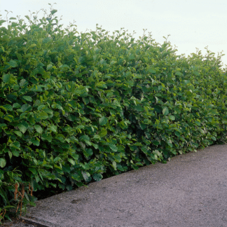 Black Alder Hedging - Alnus Glutinosa/Common Alder