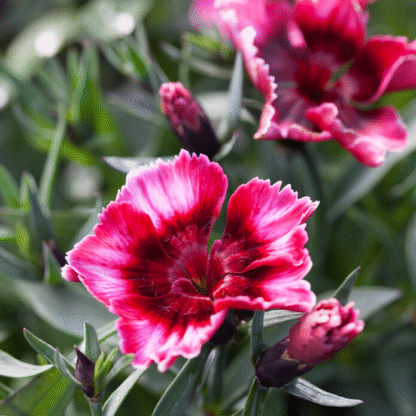 Dianthus Raspberry Parfait - in Bud & Bloom