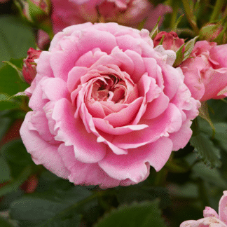 Rose Palace Tabor- Patio Shrub Rose