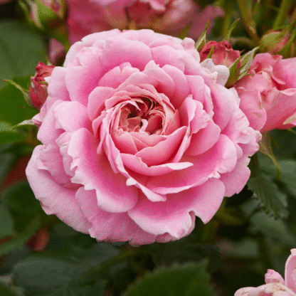 Rose Palace Tabor- Patio Shrub Rose