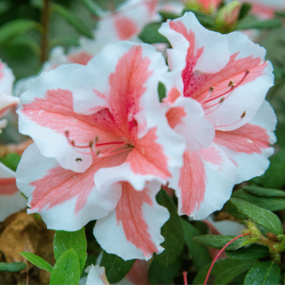 Azalea Rhododendron Encore 'Starburst'