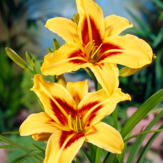 Hemerocallis 'Bonanza'