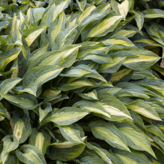 Hosta 'Stained Glass'