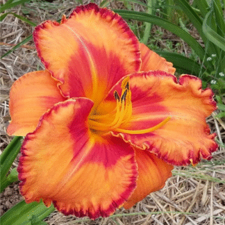 Hemerocallis 'Volcano Queen'