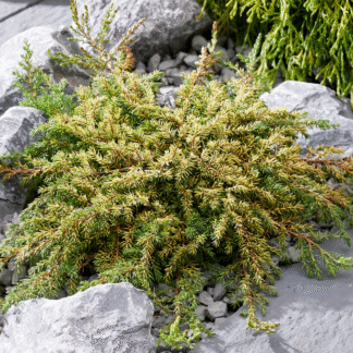 Juniperus Communis 'Lemon Carpet'