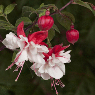Fuchsia 'Swingtime' - Double Flowered Trailing Fuchsia